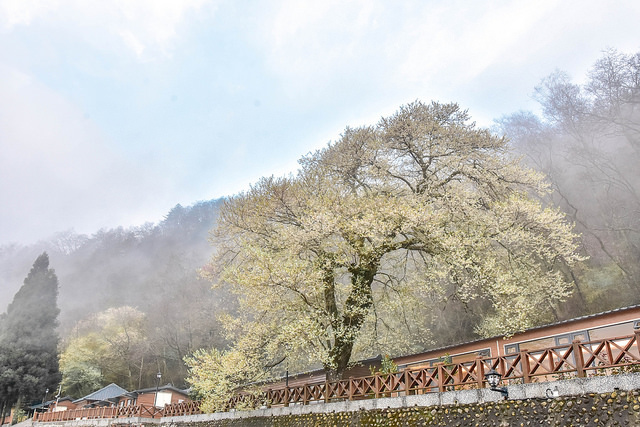 觀霧山莊 霧社櫻王
