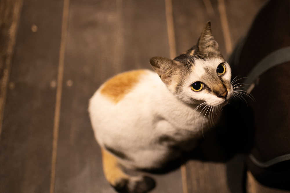 DSC_6608.jpg