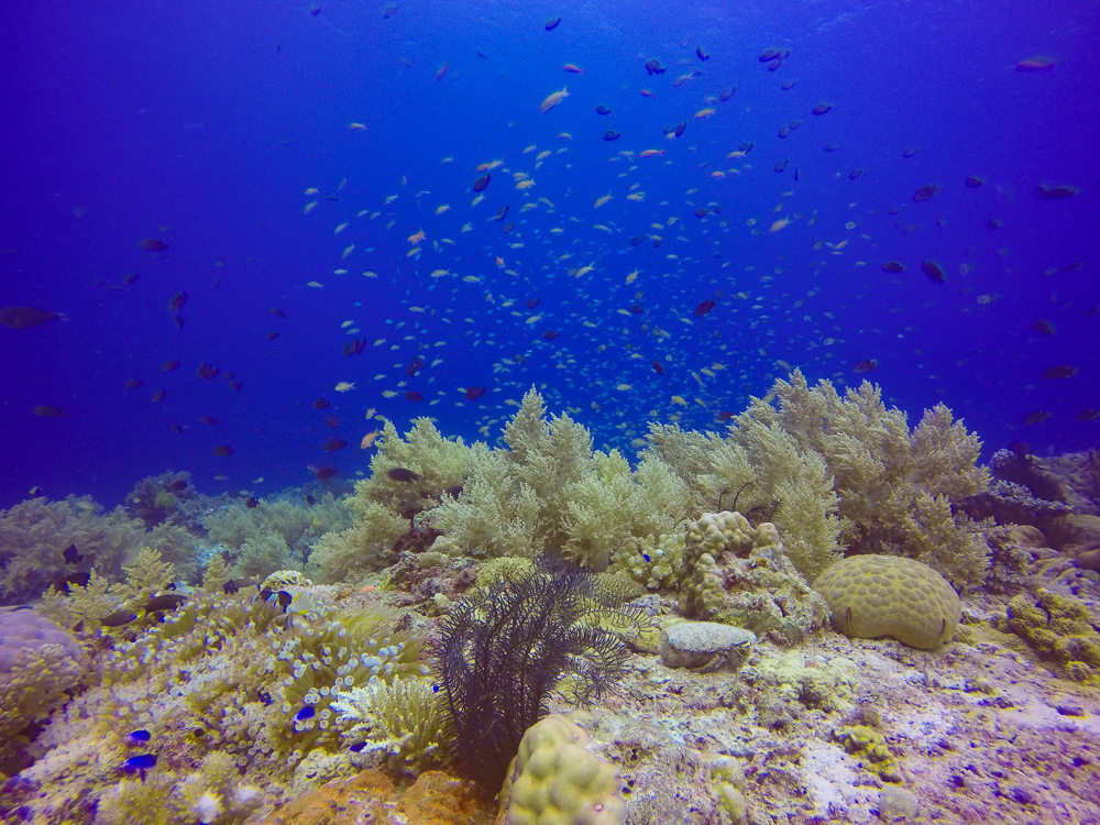 G0055029.jpg
