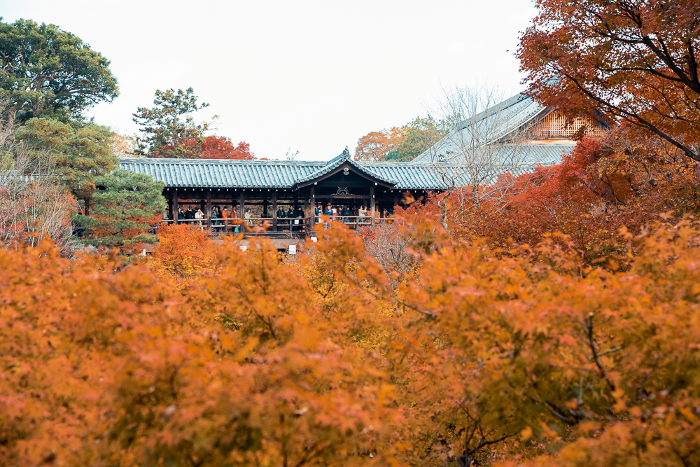 京都東福寺賞楓