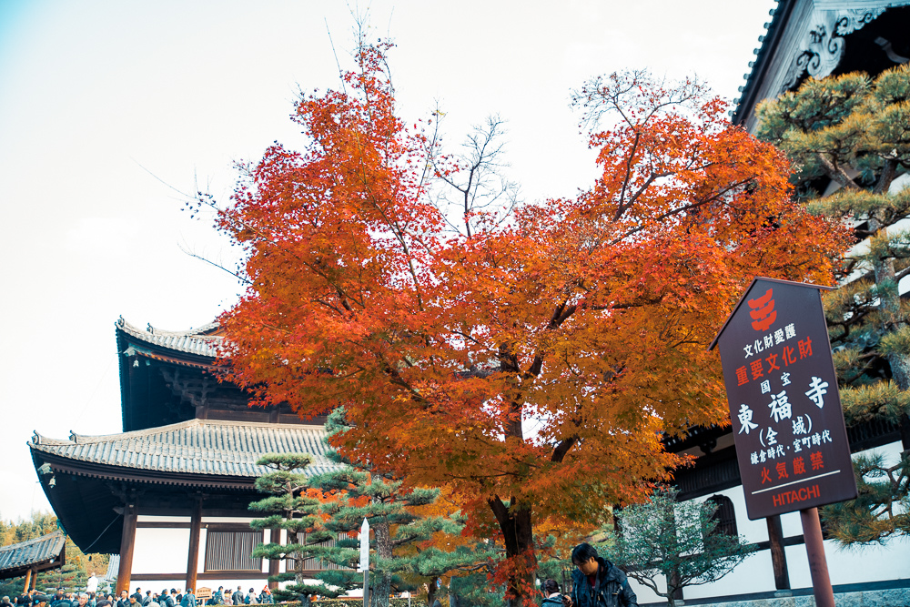 京都東福寺賞楓