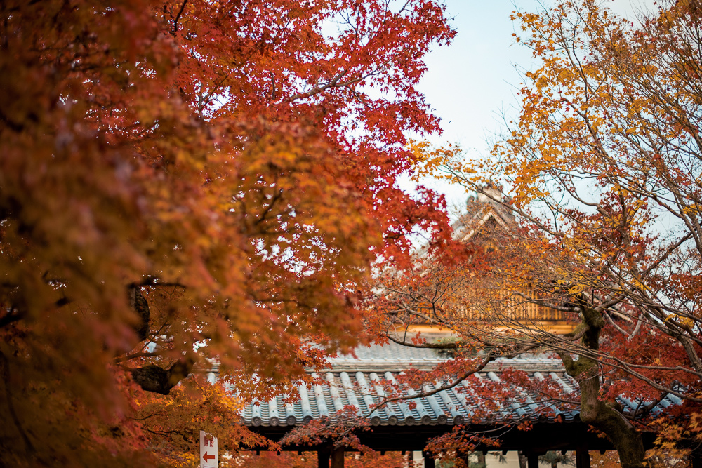 東福寺賞楓
