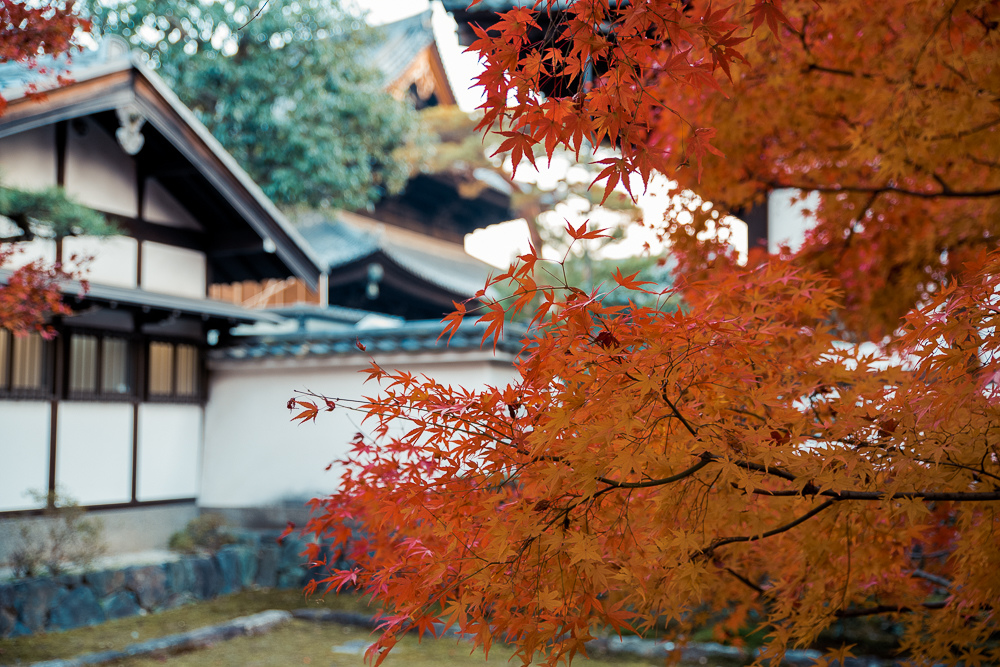 東福寺賞楓