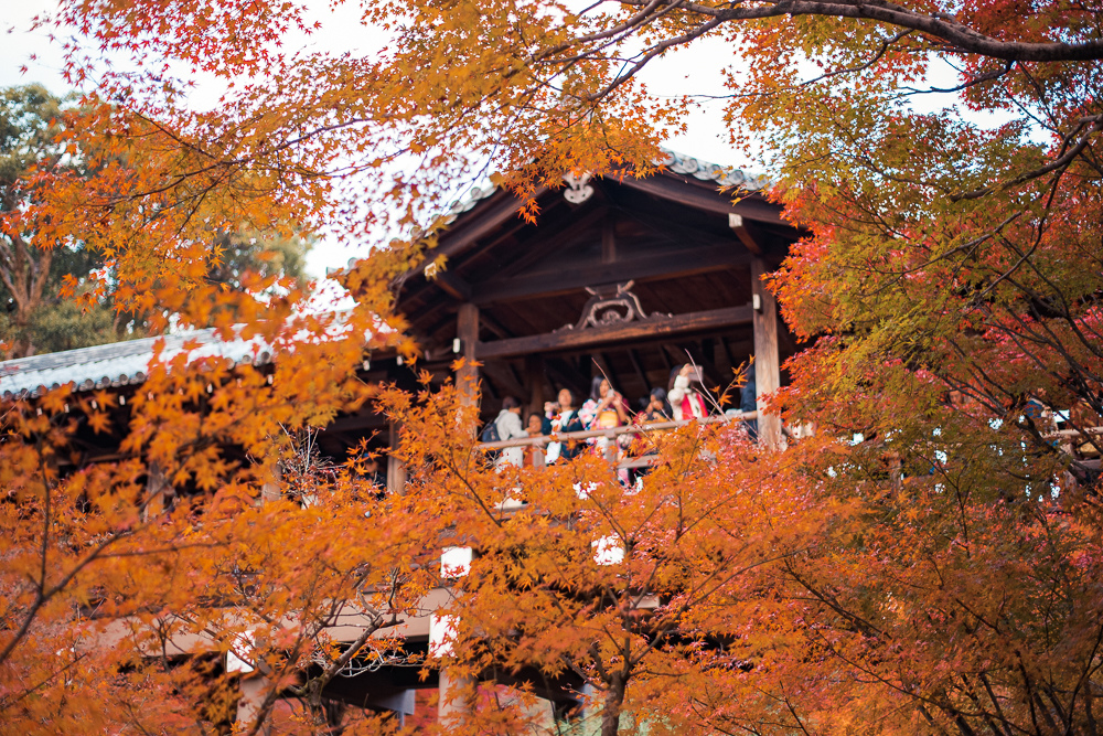 東福寺賞楓