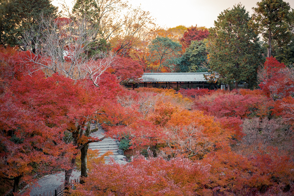京都賞楓