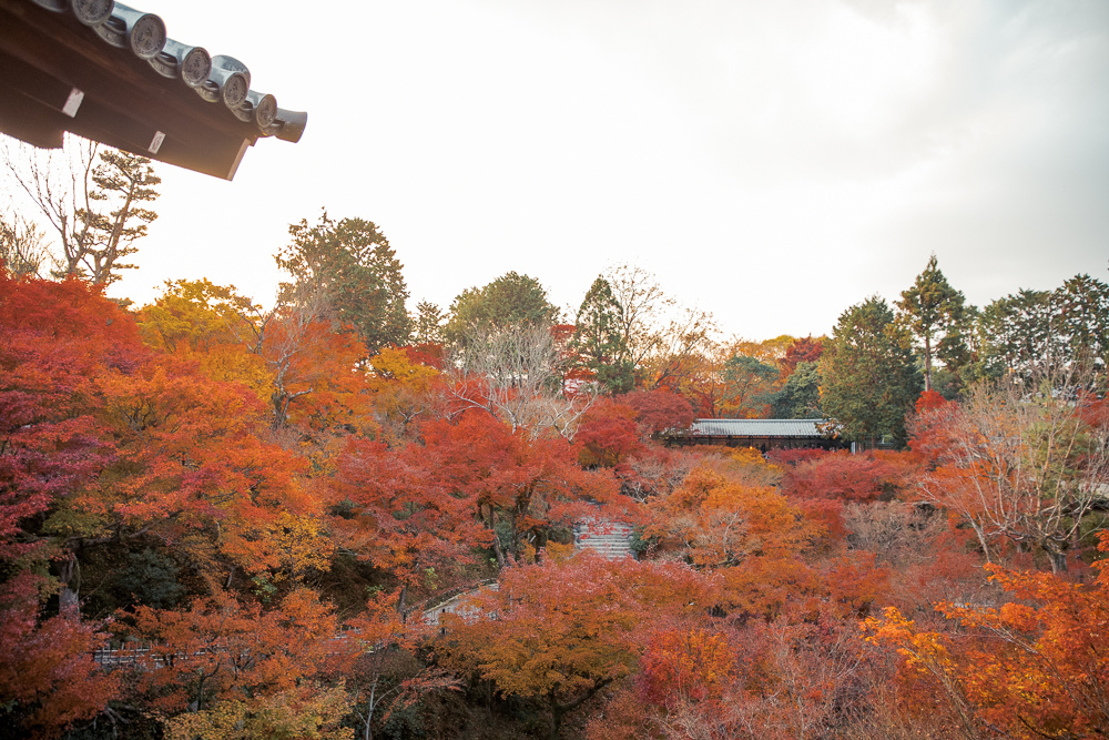 東福寺賞楓