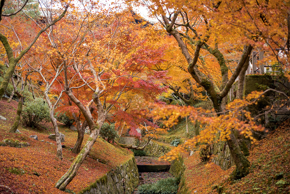 東福寺賞楓
