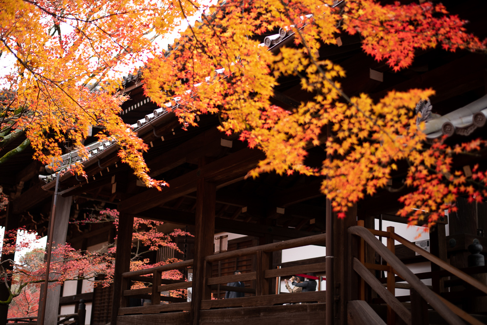 京都賞楓景點
