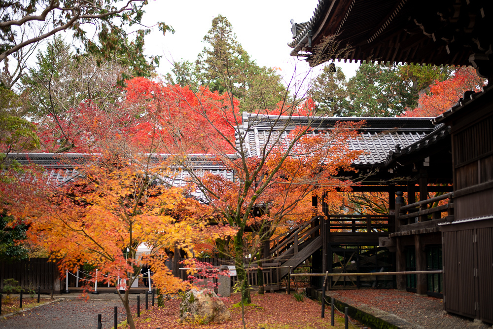 京都楓葉