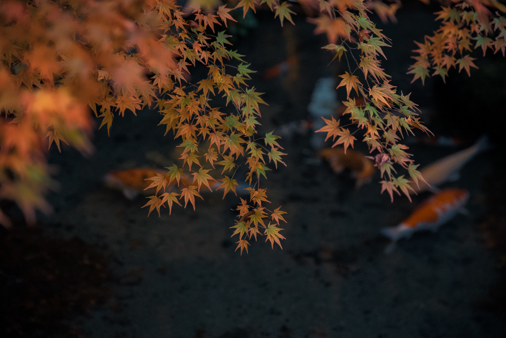 琉璃光院賞楓