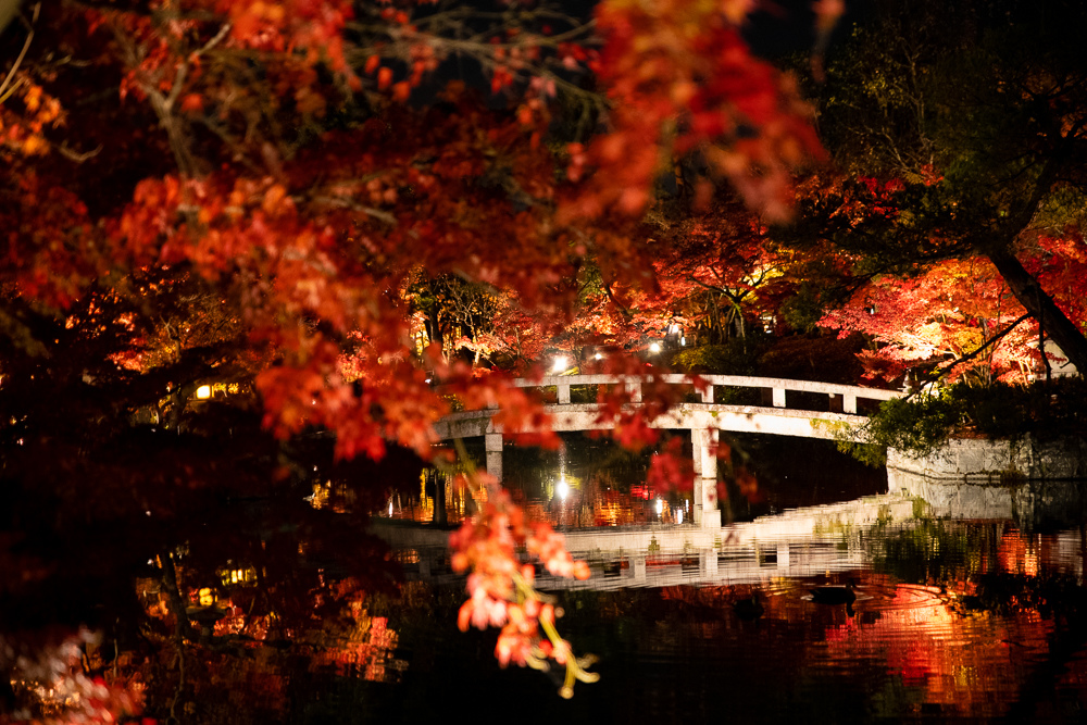 京都夜楓