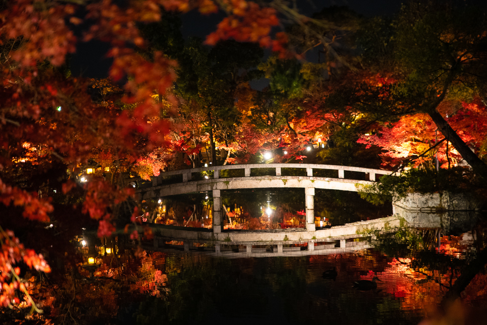 永觀堂夜楓