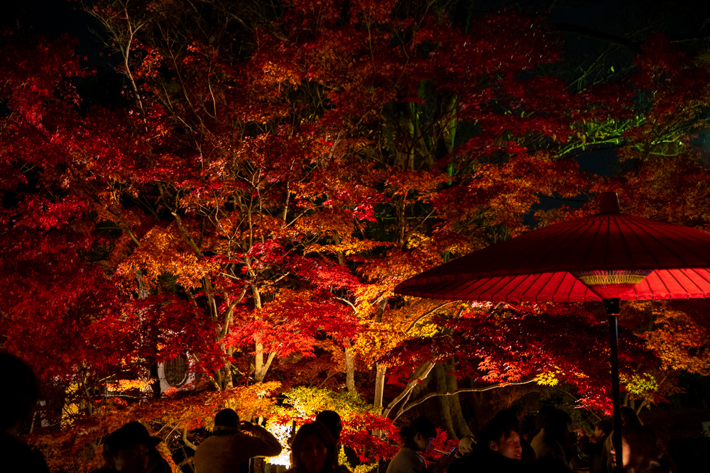 永觀堂夜楓