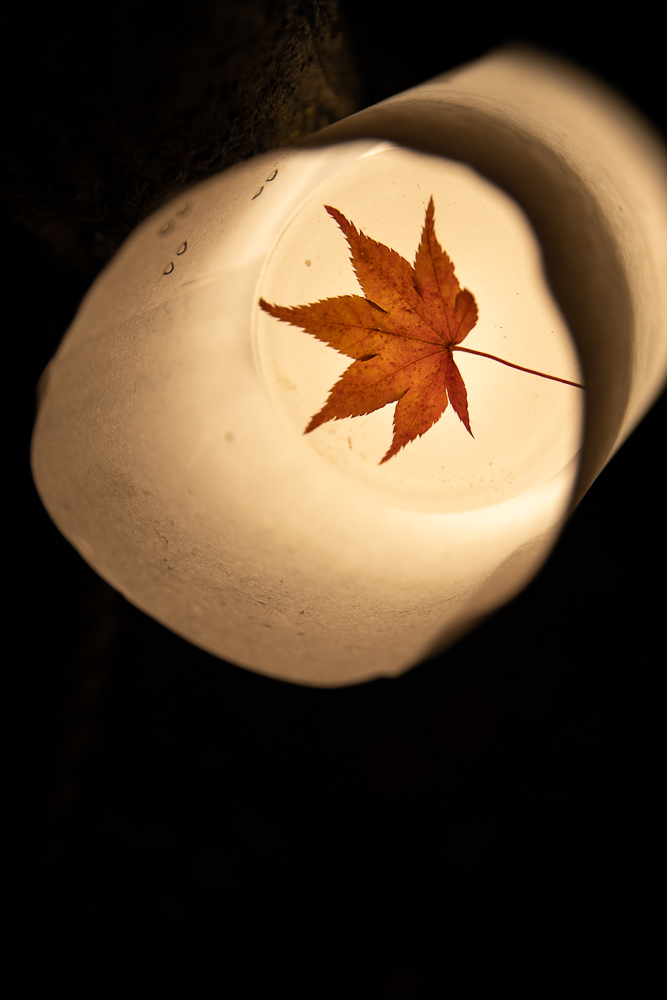 DSC_2090.jpg