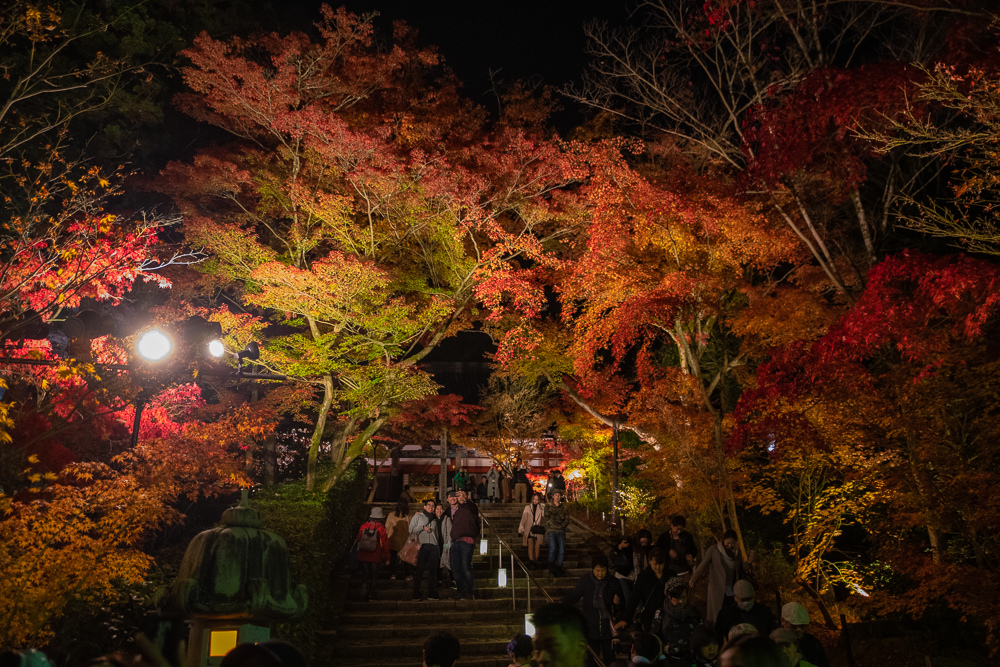 永觀堂夜楓