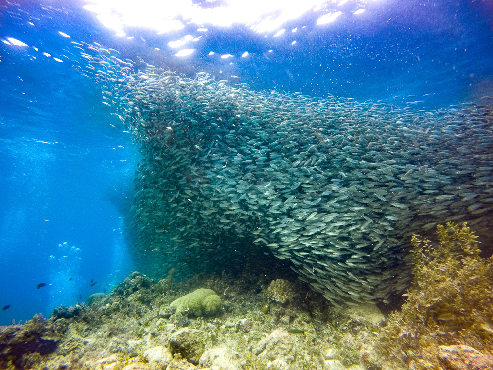 薄荷島沙丁魚