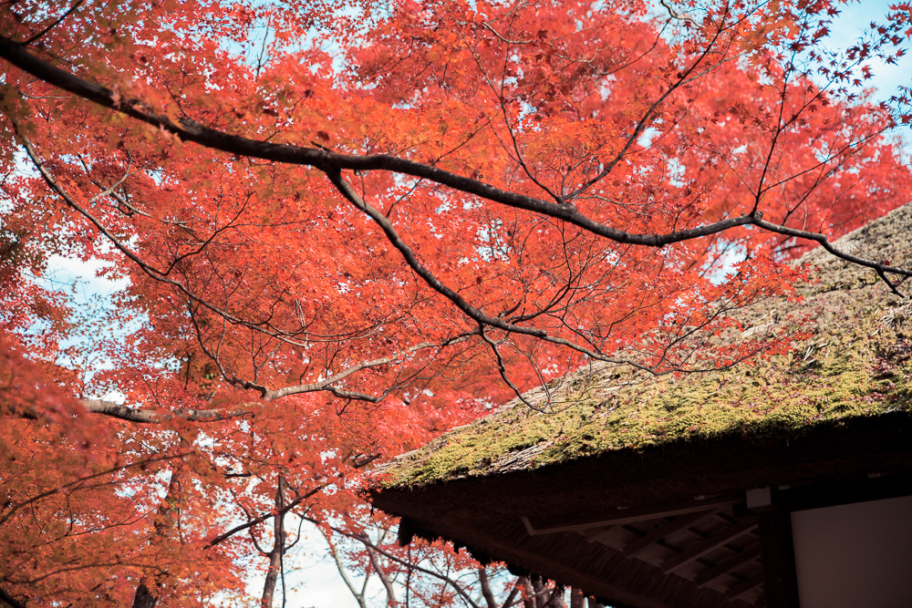 常寂光寺賞楓
