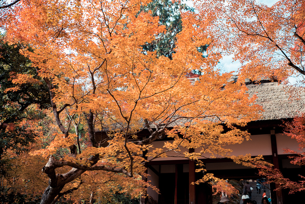 嵐山賞楓景點