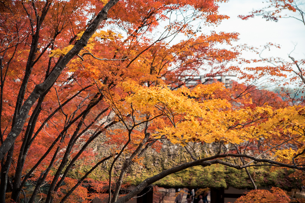 常寂光寺