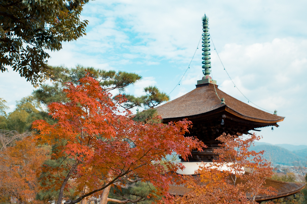 常寂光寺賞楓