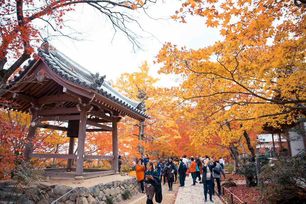 常寂光寺賞楓