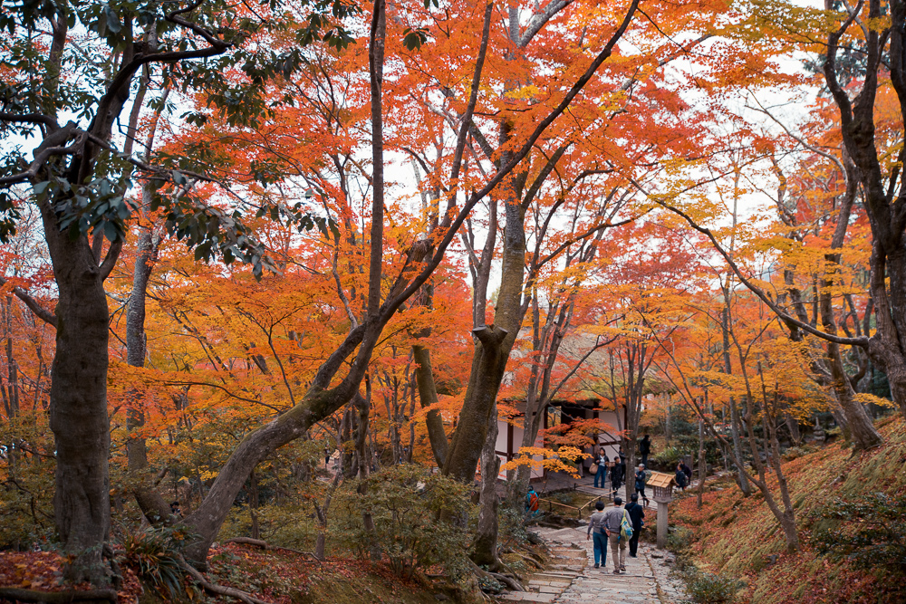 常寂光寺賞楓