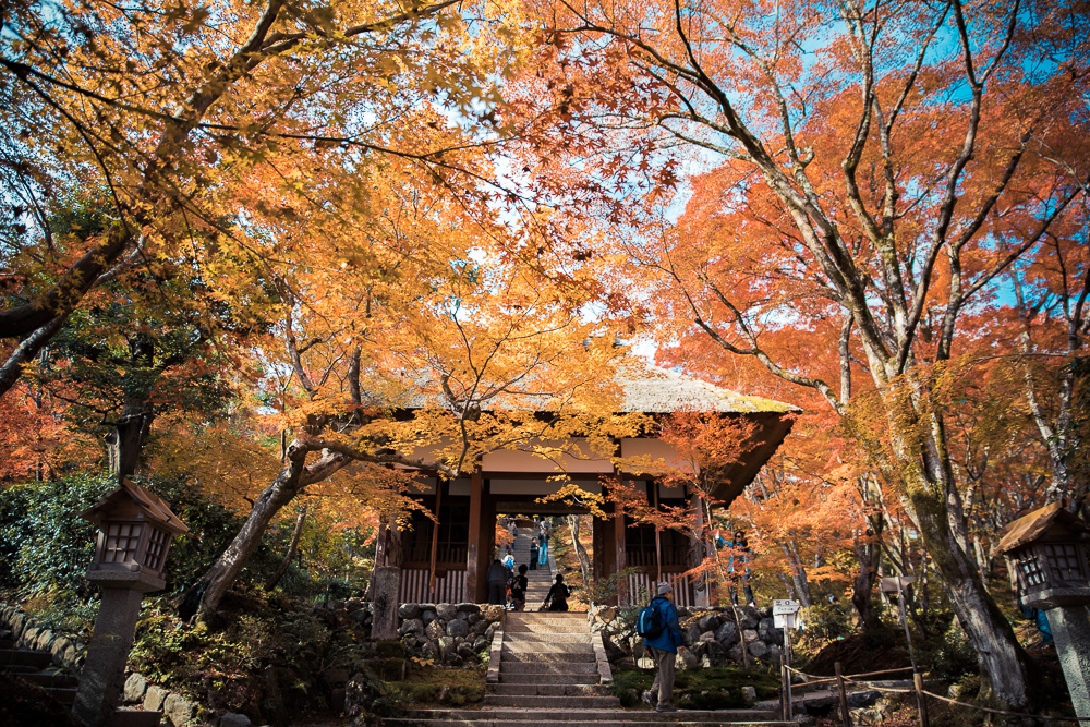 常寂光寺賞楓