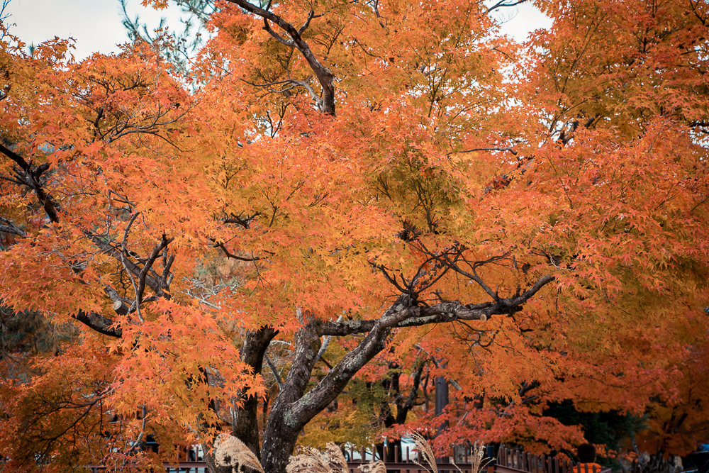 DSC_0961.jpg