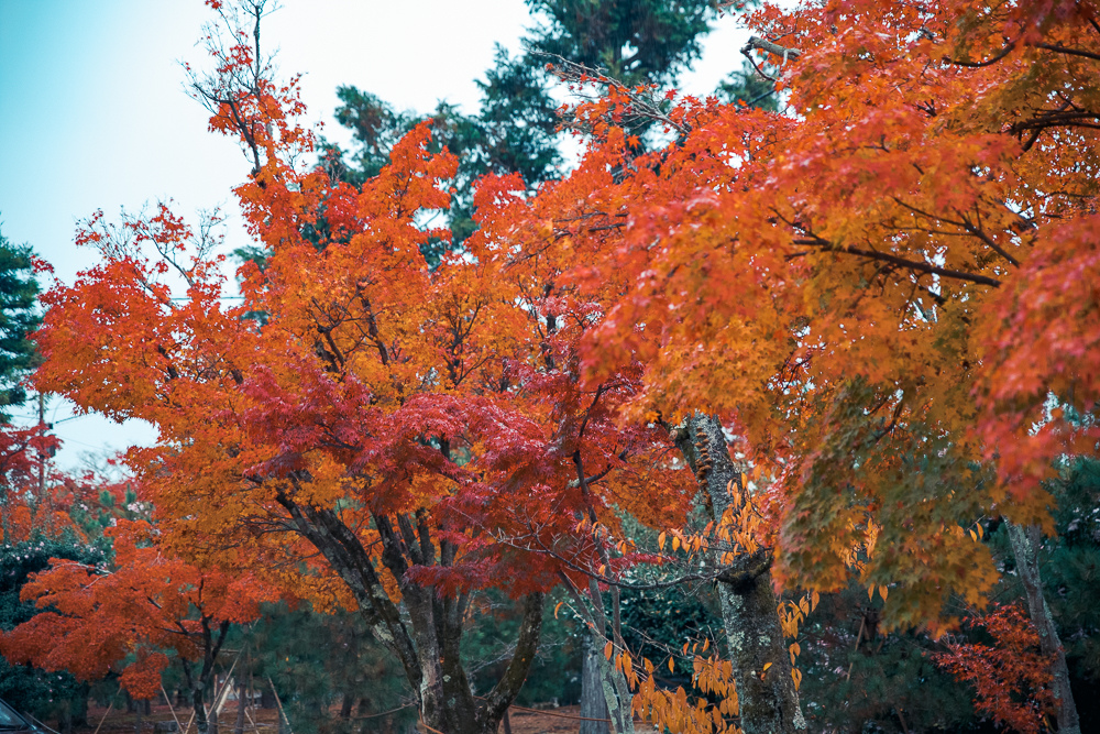 DSC_1118.jpg