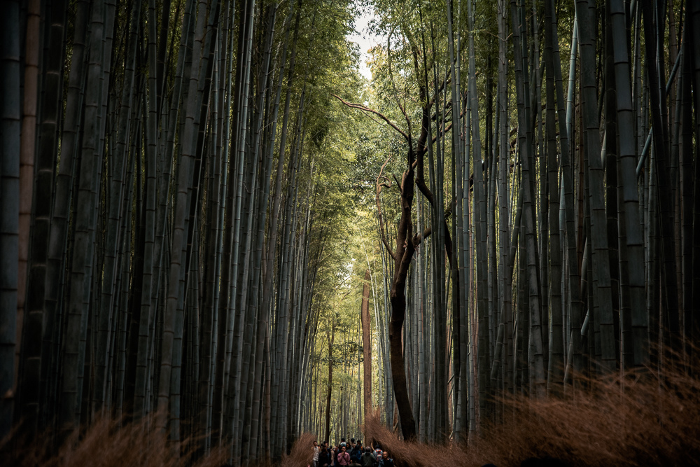 嵐山一日遊