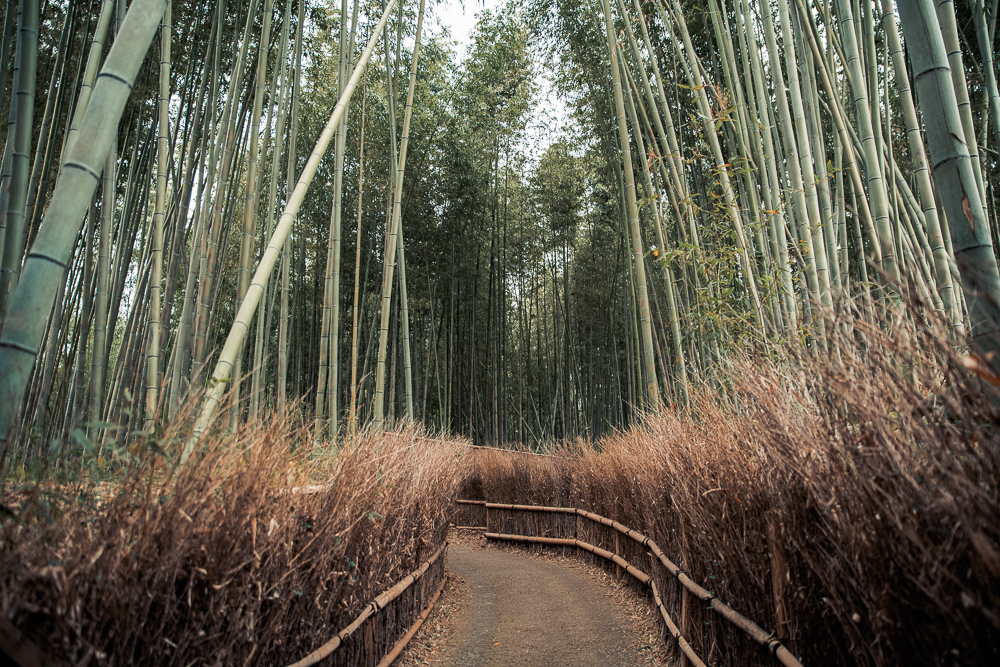 嵐山竹林之道