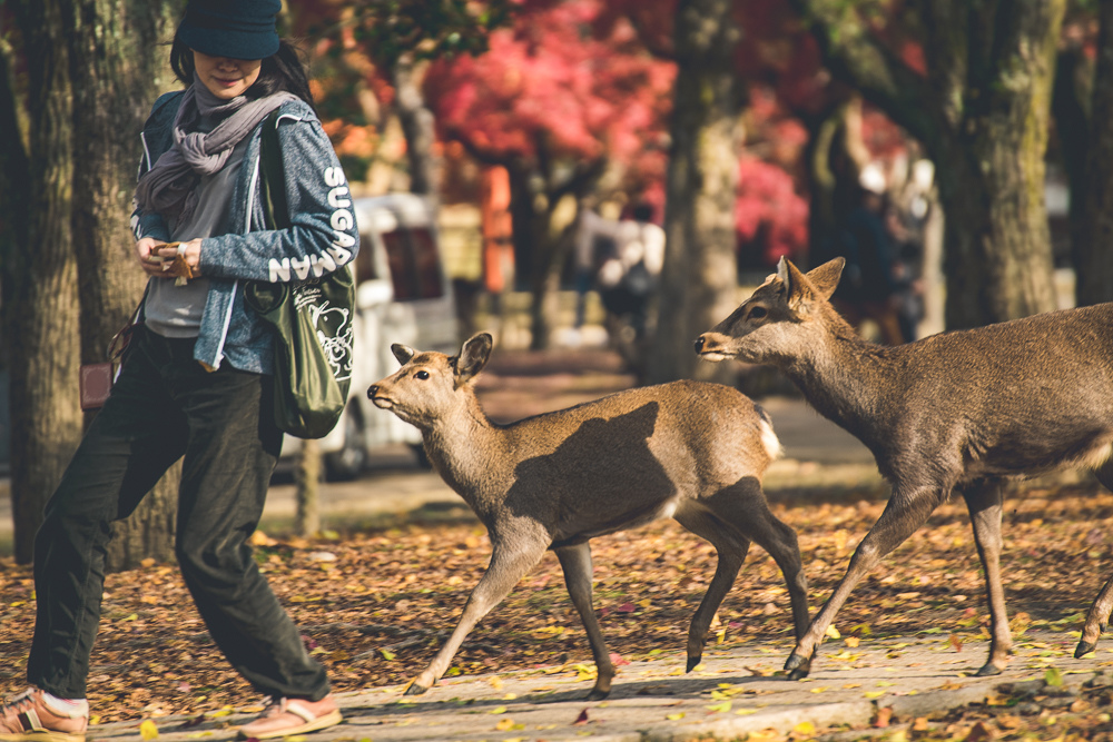 奈良公園