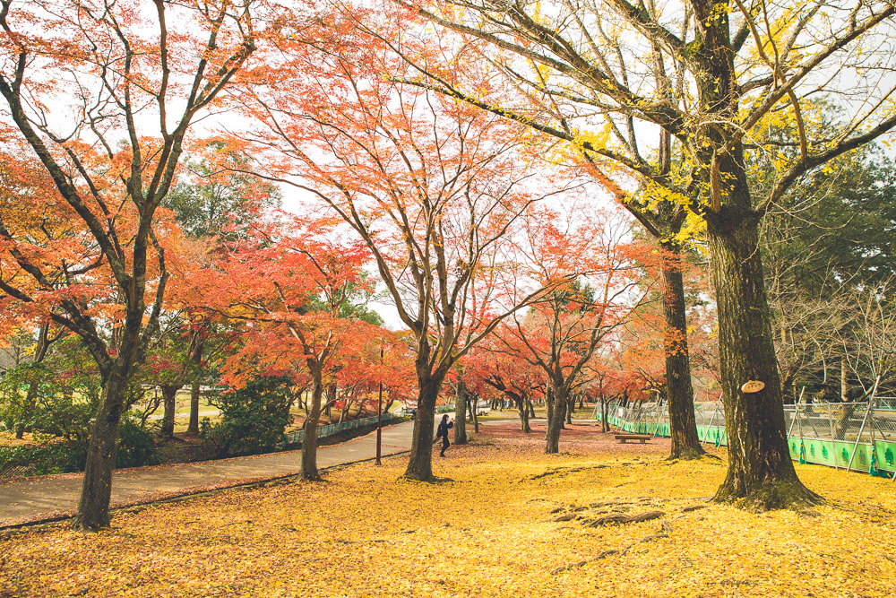 奈良公園