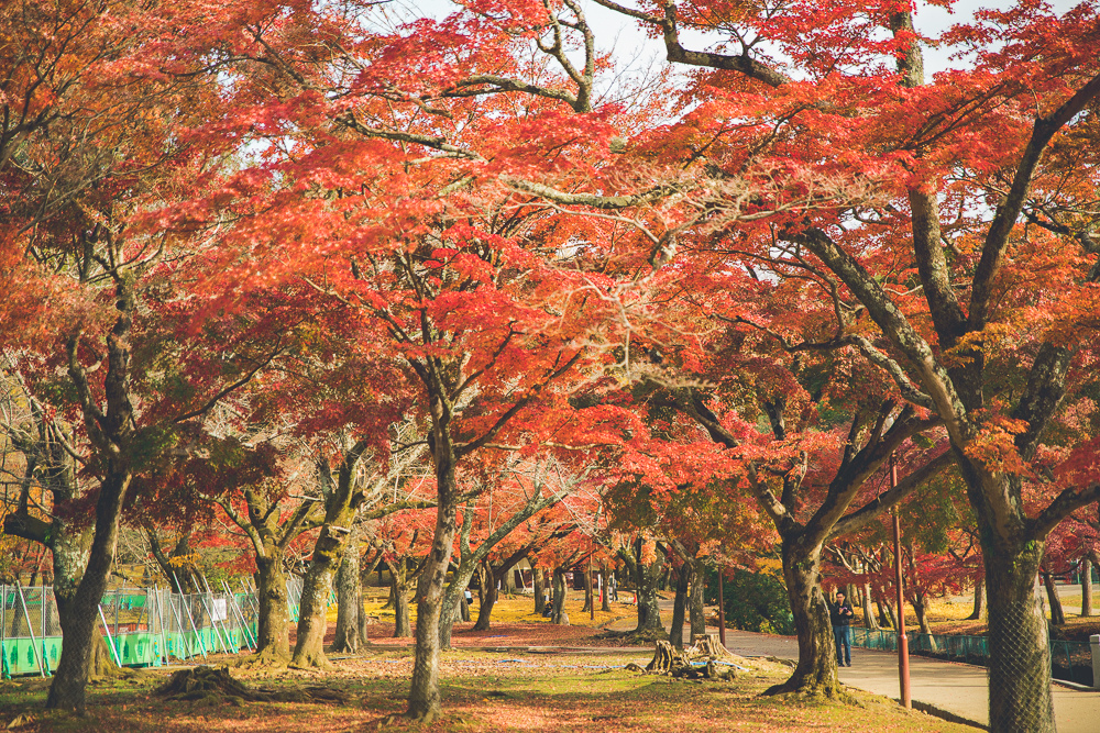 奈良景點