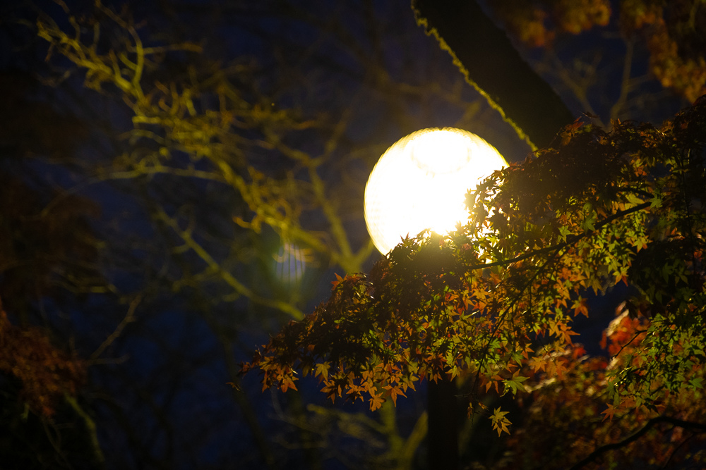 DSC_2588.jpg