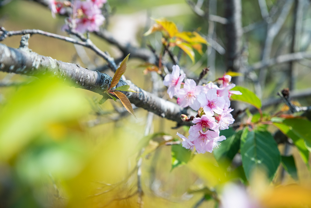 烏山頭水庫櫻花