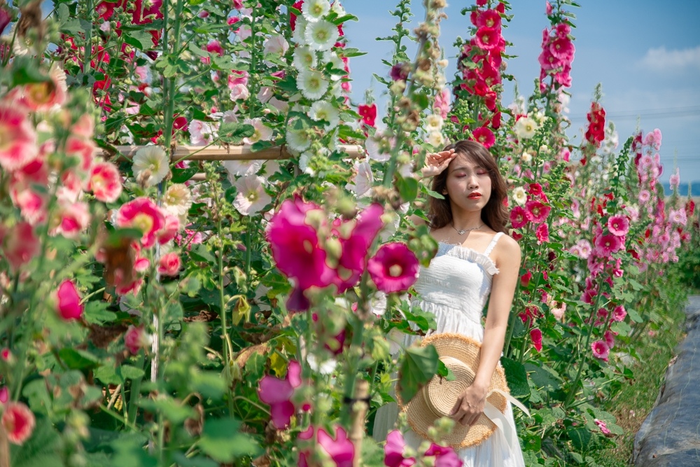 蜀葵花 人像