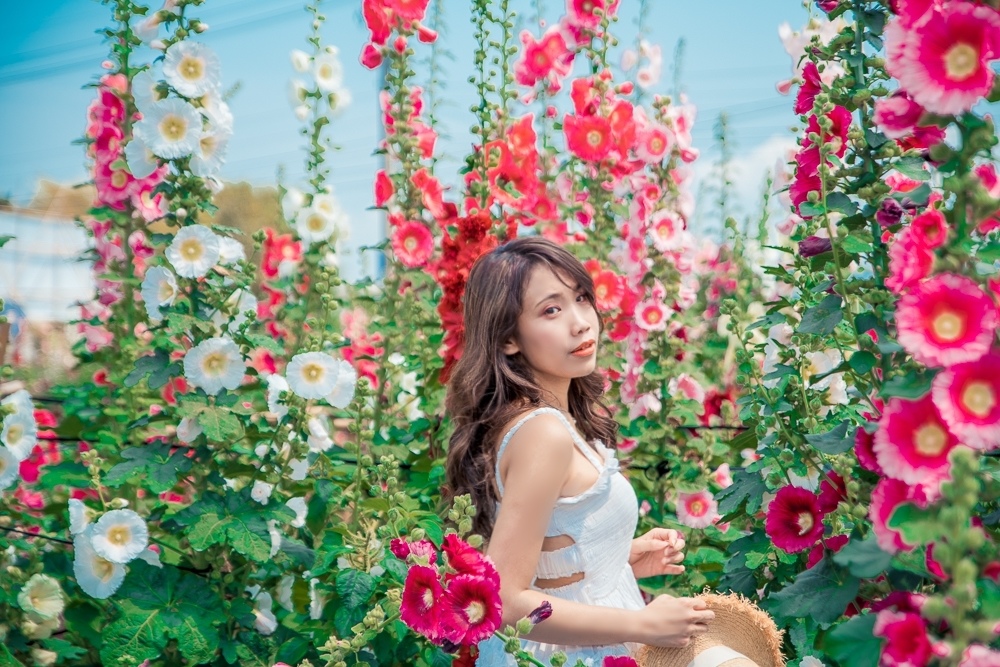 蜀葵花海 人像