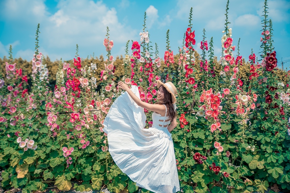 蜀葵花海 穿搭