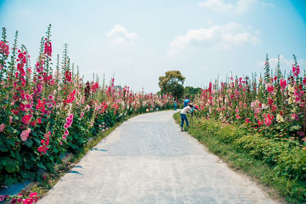 大明里蜀葵花海