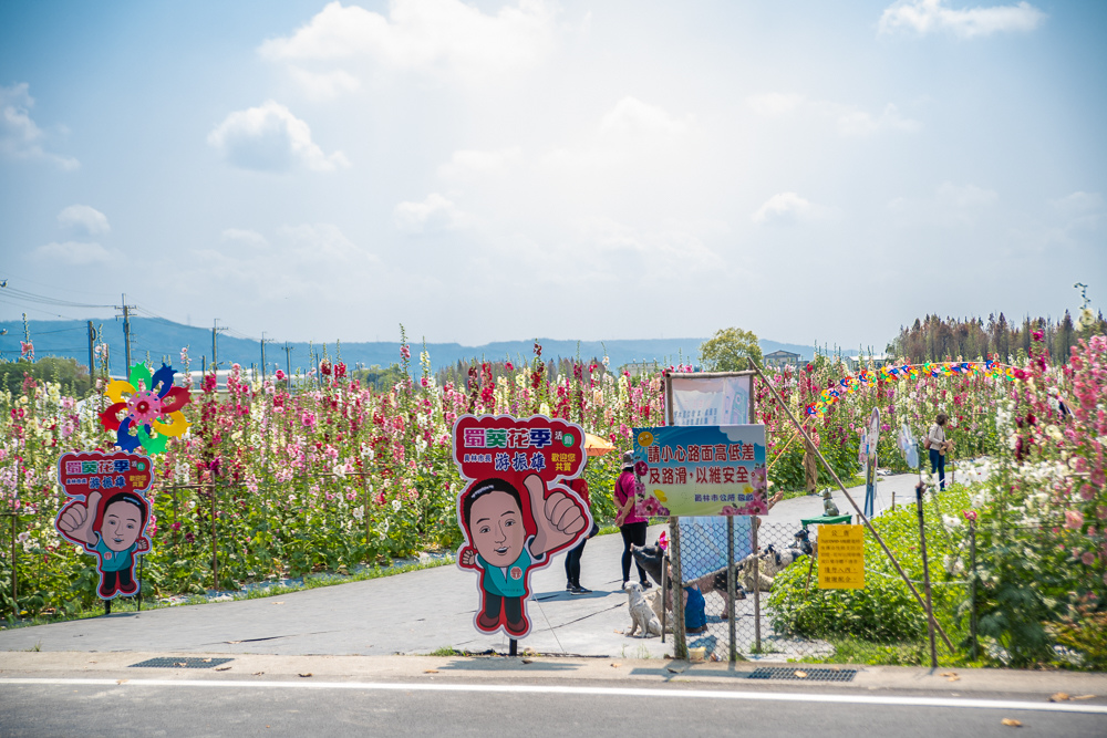 大明里蜀葵花海