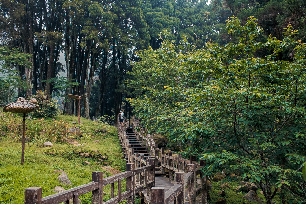 肖楠母樹林