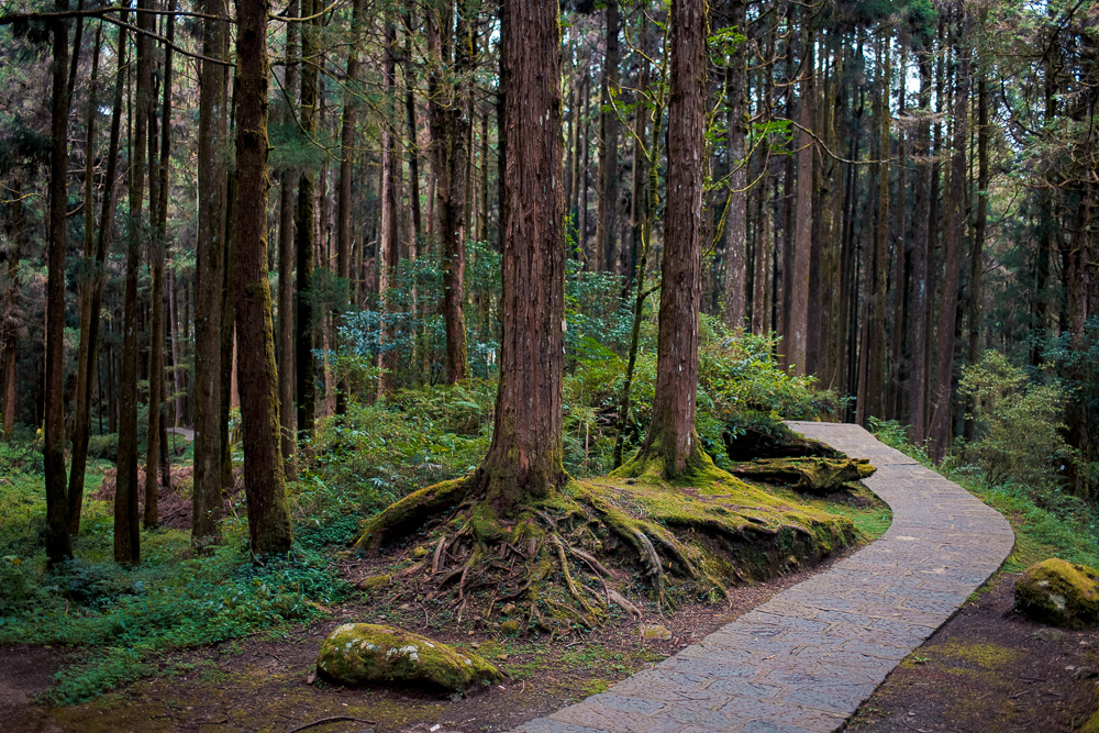 阿里山森林遊樂區