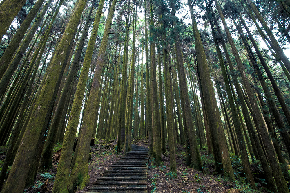 阿里山健行