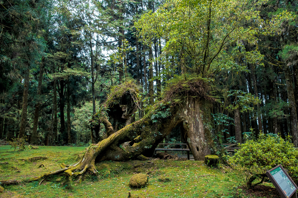 阿里山景點