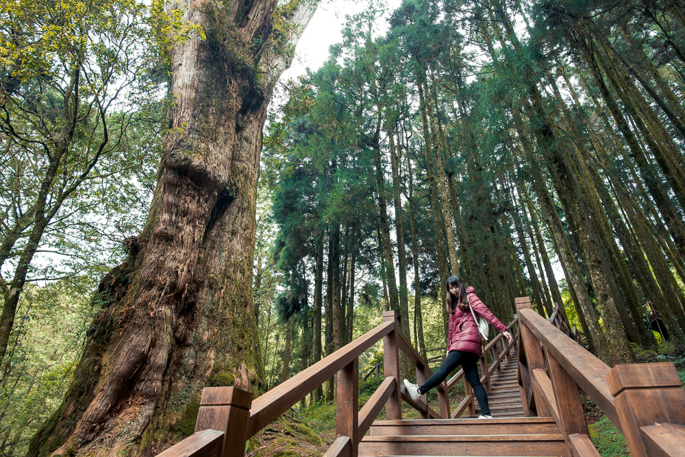 阿里山巨木群棧道