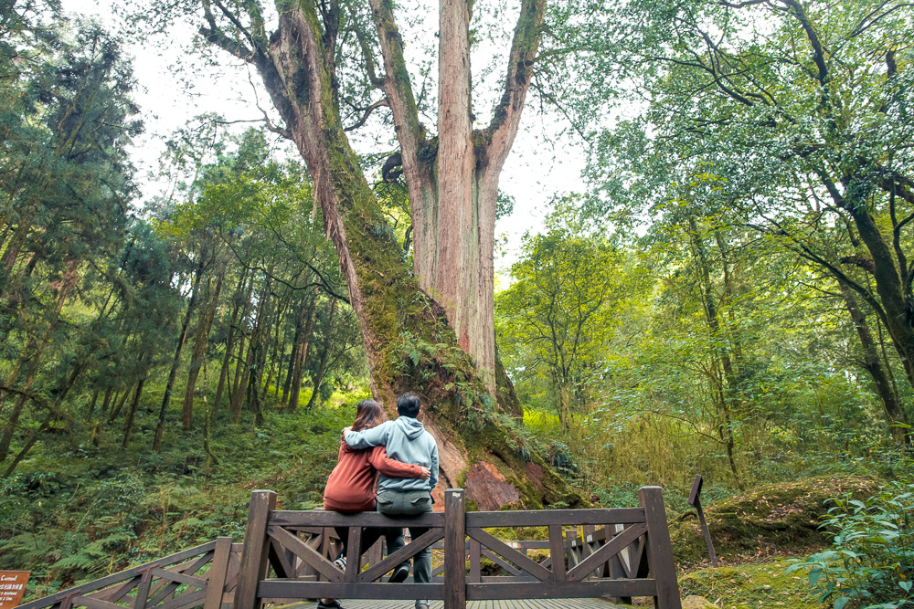 阿里山神木