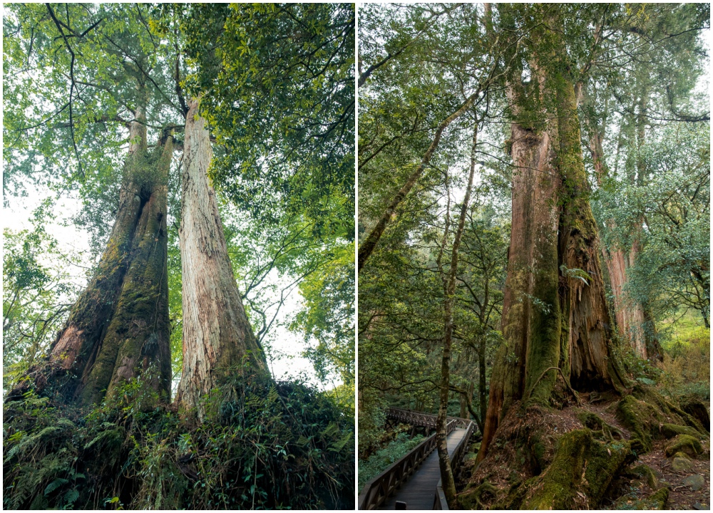 阿里山巨木群棧道