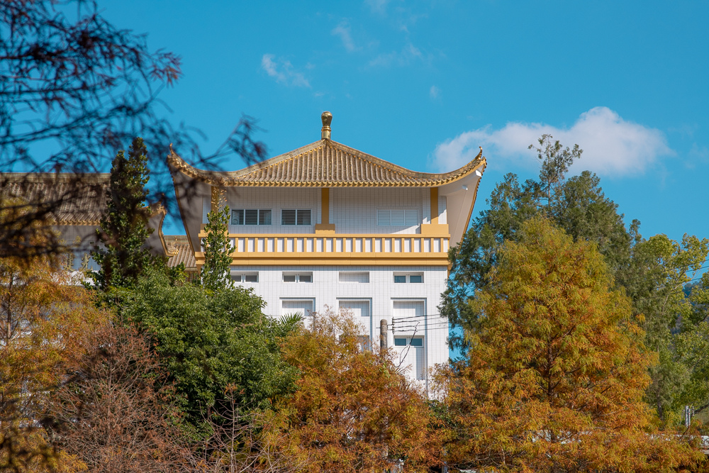 太平落羽松