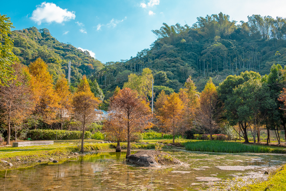 太平苗圃落羽松